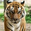 el.tigre1888