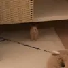 飼い主大嫌い系ハムスター