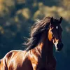 horselover1228