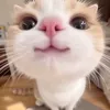 anhkhieu821