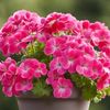 nur.bayyinah6