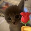 alice_j97