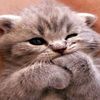 Kitcat