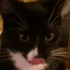 5mallpawss