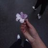 amal86386
