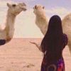 shihana_taif