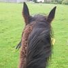 _behind.the.ears._