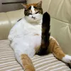 Catmemesdaily🙀