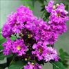 ivy.chowdhury8
