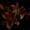 birisii3_o