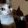 nur.azizah9506