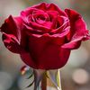 ahmed_muhee
