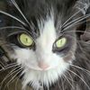 meow_meow13733