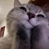bmvvv_