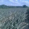 carlos.fernandes407