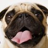 pug76173