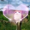 iheartskibdi