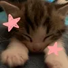 cat..edit4