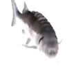 ikan.pristel