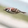 mmlci7