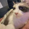 livia._pertaa