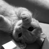 ily.kitty5