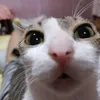 melodyhihi3