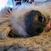 dogliver61