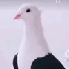 سلطان قلب ها