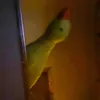 quynhbagyeh48