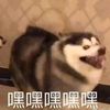 qi2866