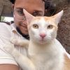 shibli.sadik68