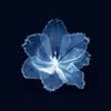 rayyan_816