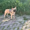 ettorebulldogfrancese27