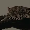 rexa_6