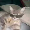 wa2la1