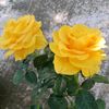 xochit_0