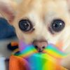 ilovechihuahuas80