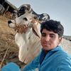 ashraf97036