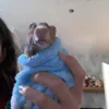 _lollythehamster