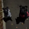 mydogs036