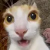 47.47.47.8
