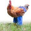 chickenmann1236
