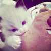 sals_zyn
