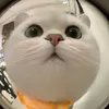 _goqma