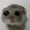 no10gyro2