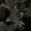 wv_340