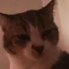 meaaaaaa85