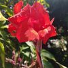 floresnaturaleza1