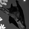 welshvampirebat
